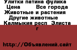 Улитки патина фулика › Цена ­ 10 - Все города Животные и растения » Другие животные   . Калмыкия респ.,Элиста г.